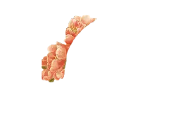 Pink Flowers - Popular Download PNG