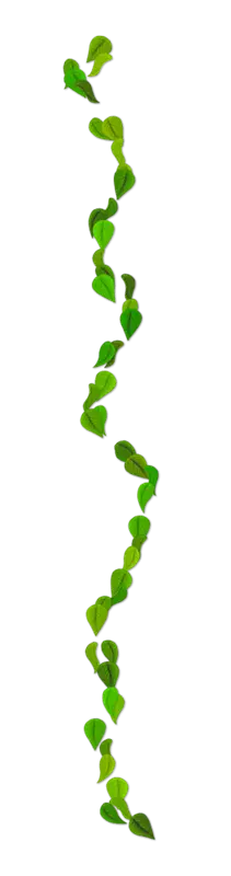 Green Vine Leaves - nature - Lossless PNG