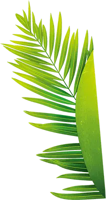 Palm Leaf - Popular Download PNG - Lossless PNG