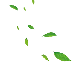Falling Leaves - peaceful - Curated PNG