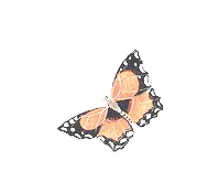 Painted Jezebel - butterfly - Transparent Layer PNG