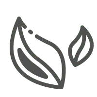 Two Leaves - Free PNG