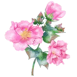 Pink Flowers - pink - Fast Download PNG