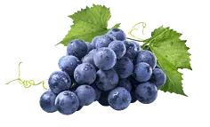 Grapes - purple - High Quality PNG