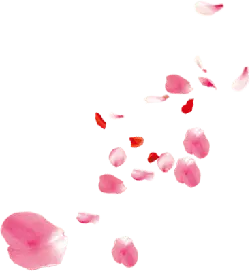 Pink Petals - falling - Transparent Background PNG