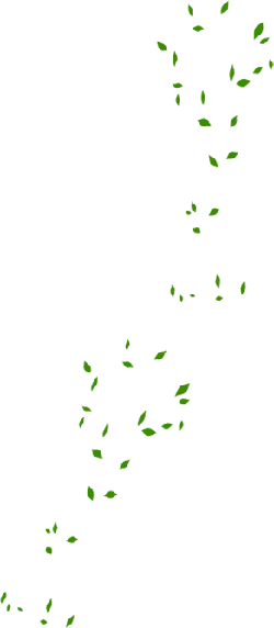 Green Leaves - decoration - nature - PNG Images
