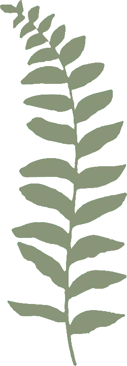 Fern Leaf - green - No Background PNG