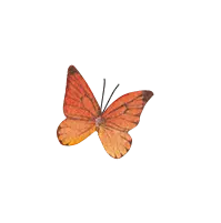 Orange-tip Butterfly - nature - PNG