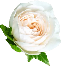 White Rose - white - High Download Count PNG