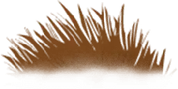 Brown Feathers - lightweight - High Resolution PNG