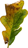 Oak Leaf - nature - Recommended PNG