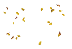 Falling Leaves - peaceful - black background - Free Download PNG