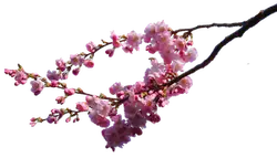 High Resolution PNG - beautiful - Cherry Blossom - Pic 4