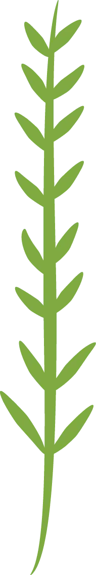 Plant Leaf - growth - Free Download PNG