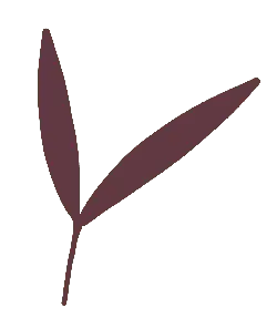 Clover - PNG Images - leaf