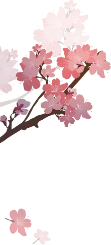 Curated PNG - Cherry Blossom - beautiful