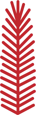 Pine Tree - plant - Transparent Background PNG