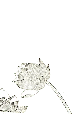 Lotus Flower - plant - black and white - No Watermark PNG