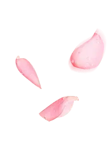Pink Petals - petal - flower - Transparent Background PNG