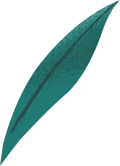 Olive Leaf - texture - Lossless PNG