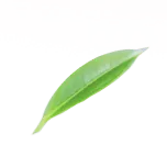 Leaf - plant - twig - High Resolution PNG