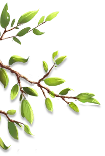Branch and Leaves - PNG Images