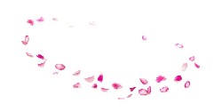 Pink Petals - romantic - High Resolution PNG