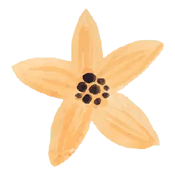 Star Flower - simple - Transparent Background PNG