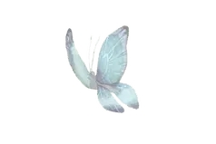 White Butterfly - Free Download PNG