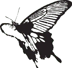 Butterfly - PNG - Lossless PNG