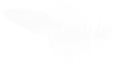 Feather - soft - Free Download PNG