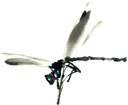 Dragonfly - red - green - High Resolution PNG