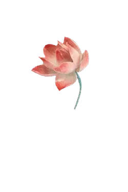 Lotus Flower - No Watermark PNG - beautiful