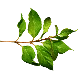 Purple Leaf Plum - green leaves - No Background PNG