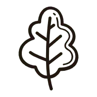 Oak Leaf - line drawing - High Resolution PNG