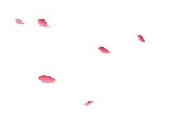 Pink Petals - falling - Transparent Layer PNG