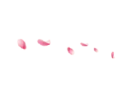 Pink Petals - Free for Commercial Use PNG - nature