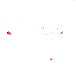 Pink Petals Falling - falling - No Watermark PNG