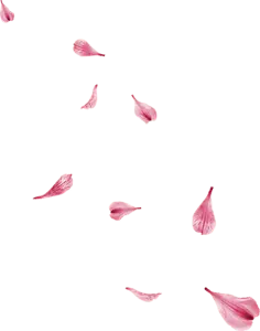 Pink Petals - Lossless PNG - Highly Rated PNG