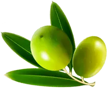 Olive - plant - Transparent Layer PNG