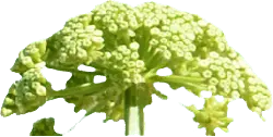Broccoli - High Download Count PNG - healthy