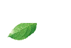 Green Leaf - life - High Resolution PNG