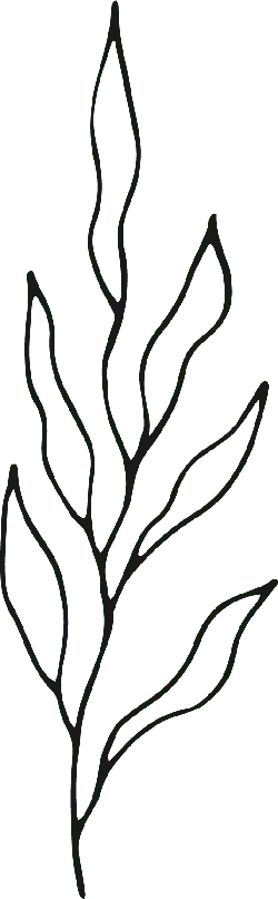 Abstract Plant Line Drawing - leaf - PNG Images