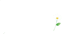 White Daisy - simple - Transparent Layer PNG