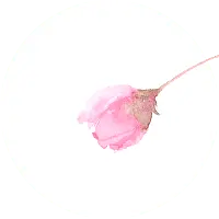 Pink Flower - High Download Count PNG - pink