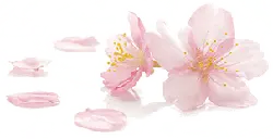 Free Download PNG - Cherry Blossom - pink - Pic 1