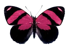 Red Postman - insect - No Watermark PNG