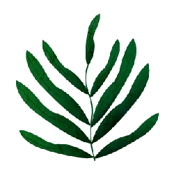 Quercus lobata leaf - green - Lossless PNG