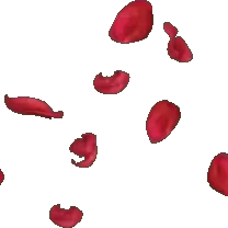 Falling Rose Petals - Designer's Pick PNG