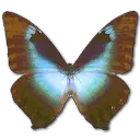 Urania leilus - insect - High Resolution PNG
